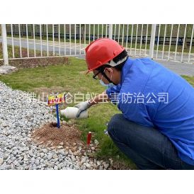 白坭红火蚁防治工程